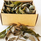 Dried Loose Willow Leaves