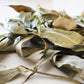 Dried Loose Willow Leaves